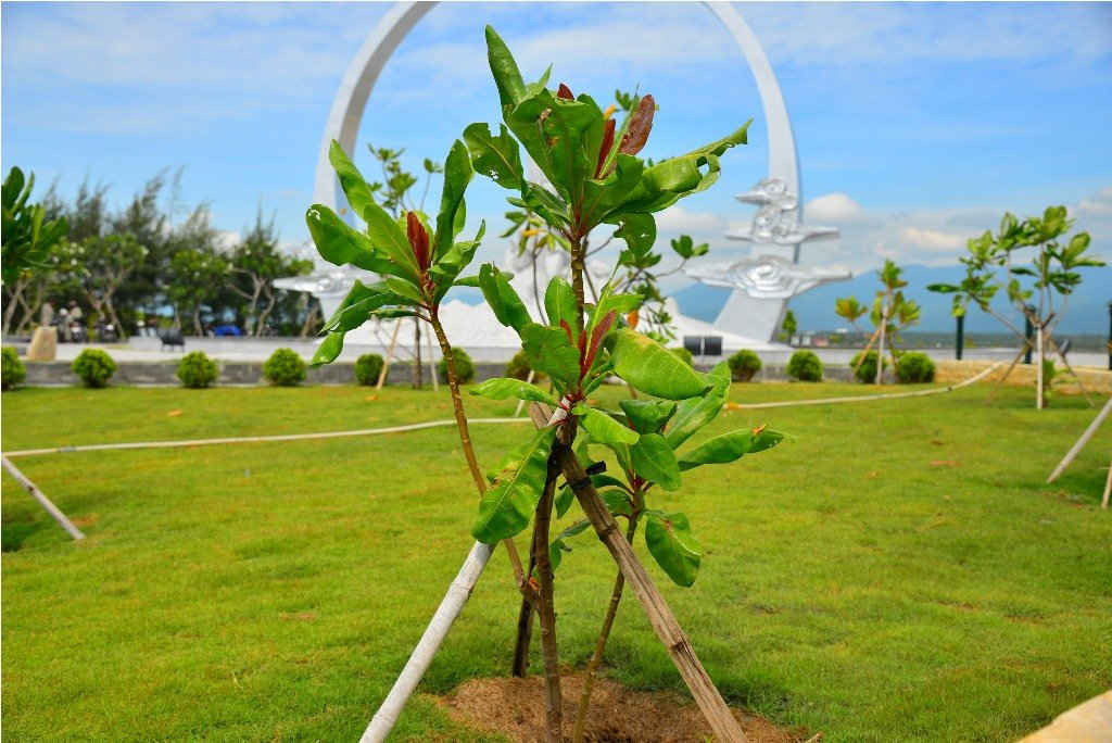 Bàng vuông, loài cây đặc trưng của quần đảo Trường Sa được trồng nhiều trong Khu tượng niệm