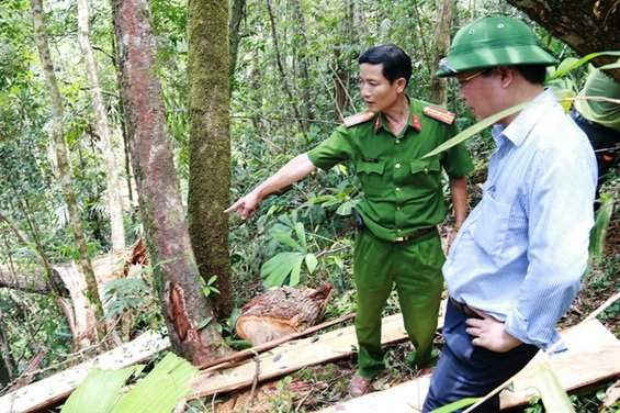  Cơ quan chức năng đang tiến hành điều tra vụ phá rừng pơ mu.