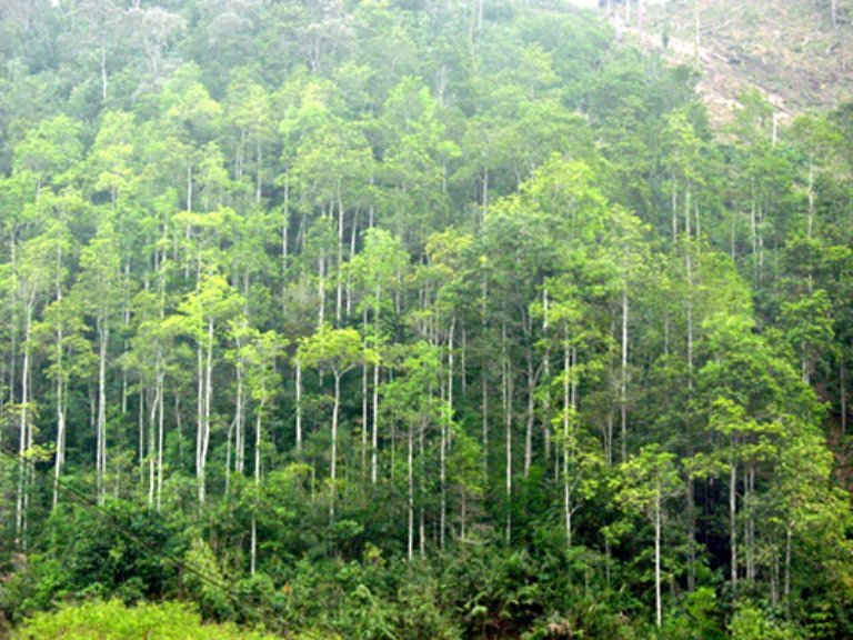 Chuyển mục đích sử dụng 29,75 ha đất rừng phòng hộ (không có rừng phòng hộ là rừng tự nhiên) ở Lào Cai sang đất phi nông nghiệp. Ảnh minh họa