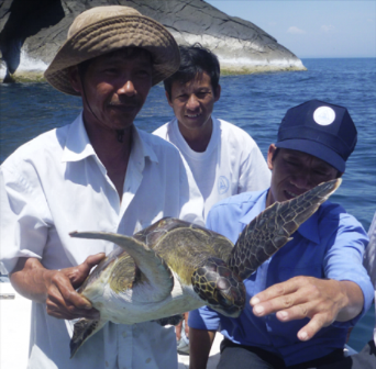 Rùa biển được bảo tồn tại Cù Lao Chàm