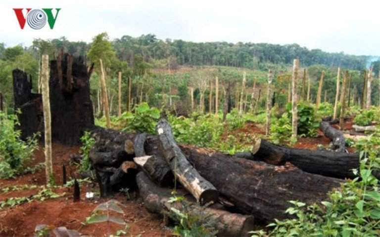 Hàng loạt diện tích rừng tại Dự án điểm du lịch sinh thái thác Lưu Ly bị tàn phá.