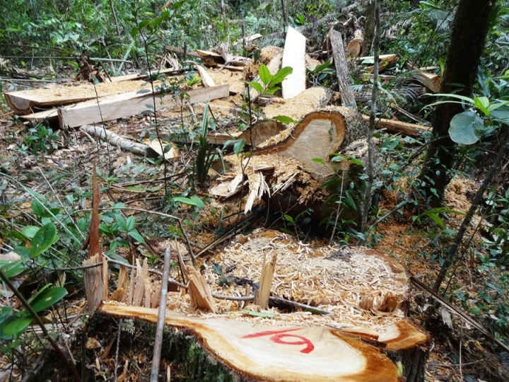 Một hiện trường phá rừng pơ mu ở huyện Nam Giang