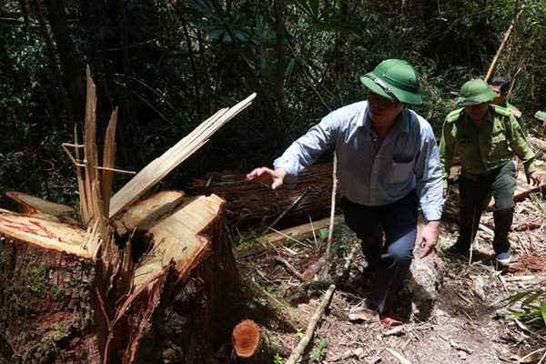 Đoàn công tác của tỉnh Quảng Nam kiểm tra hiện trạng rừng pơ mu bị chặt phá