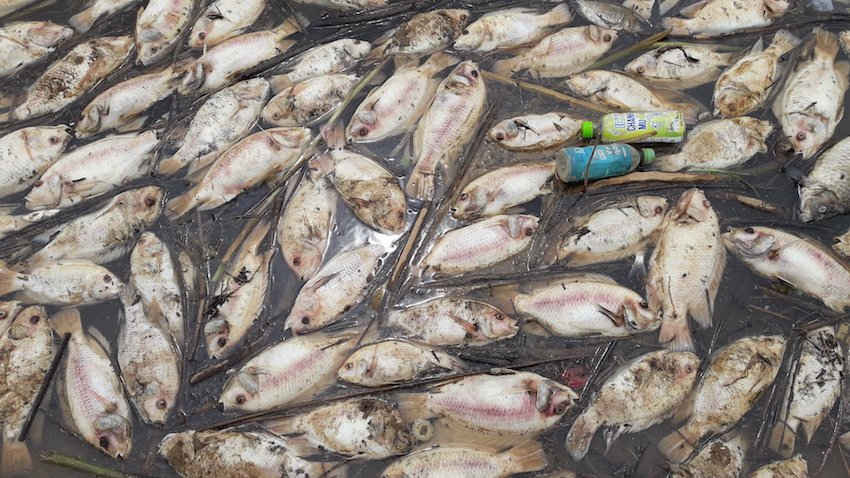  Cá nuôi lồng bè tại thôn Long Lơi (huyện Đăk Hà) đồng loạt chết bất thường