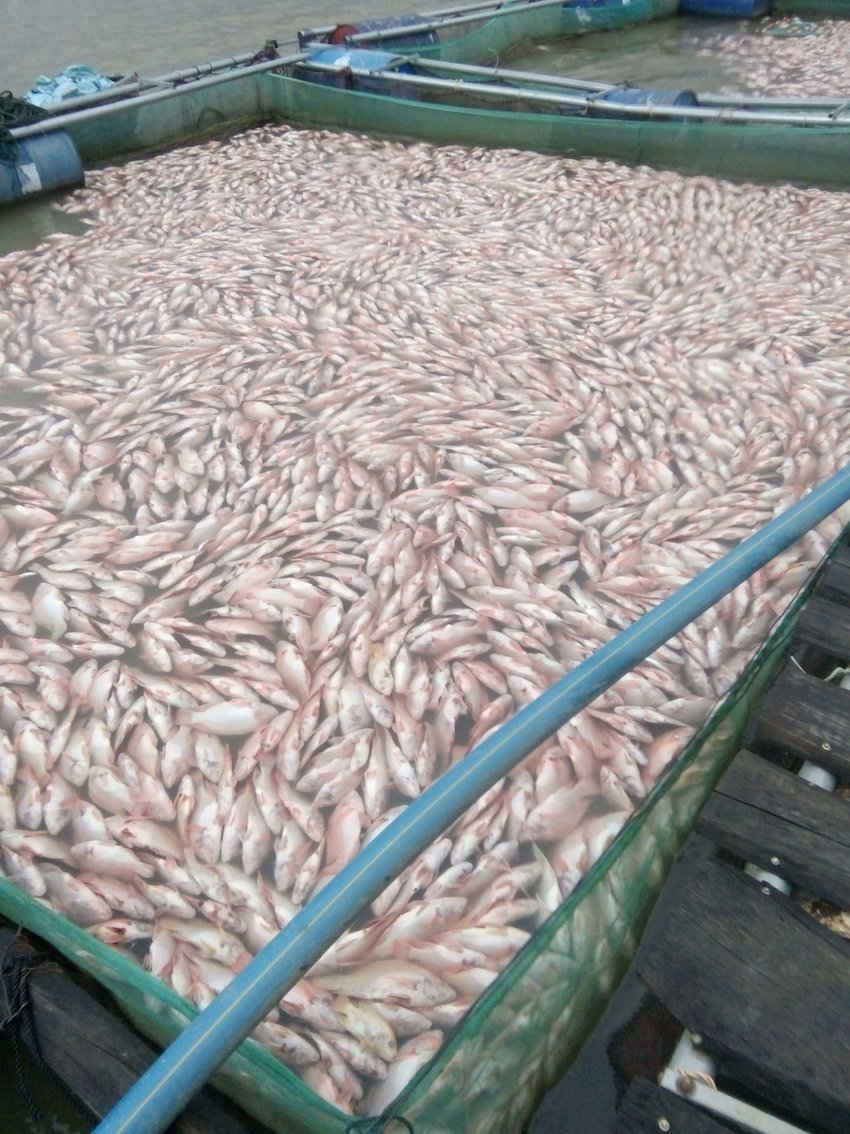 Hàng chục tấn cá nuôi đến kỳ thu hoạch chết, nổi kín lồng nuôi
