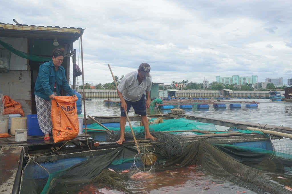 Người dân lo sợ cá chết quá nhiều gây ô nhiễm nên đã cho nhân công dùng vợt vớt cá, đổ vào bao rồi dùng ghe vận chuyển vào bờ.