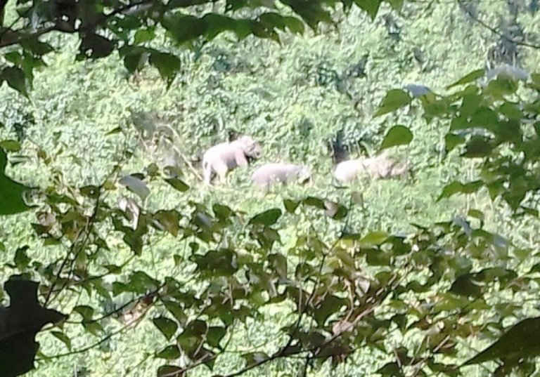 Một đàn voi rừng từng xuất hiện ở xã Quế Lâm.
