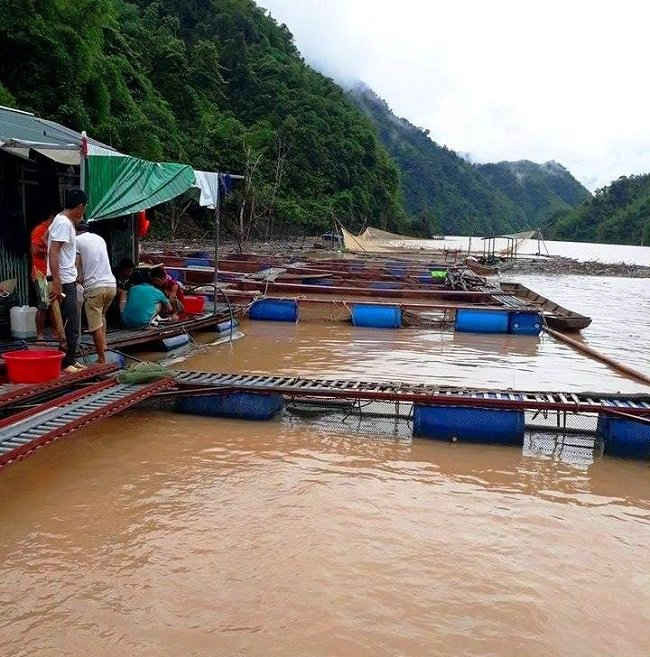 Lai Châu đẩy mạnh nuôi trồng thủy sản bằng hình thức nuôi cá lồng trên sông