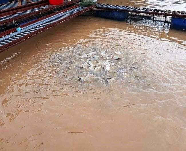 Tiềm năng nuôi cá lồng tại huyện Mường Tè, Lai Châu