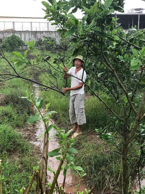 Ông Nguyễn Văn Hạnh chặt bỏ 5 sào cam đường canh đang chuẩn bị cho thu hoạch