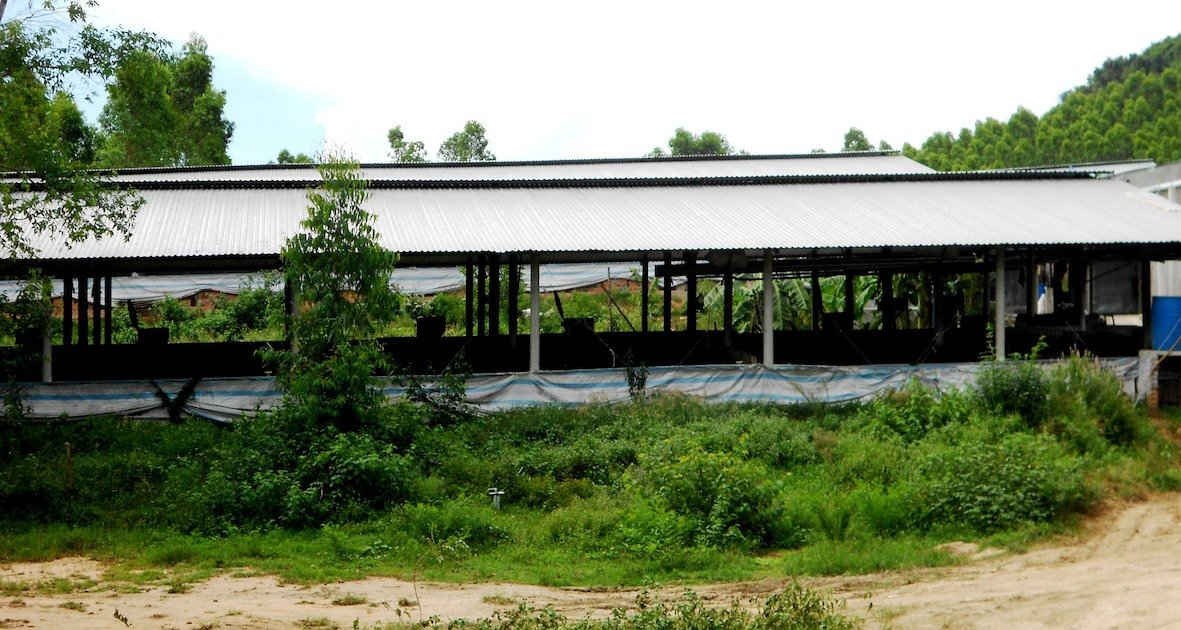 Một trong chín trang trại chăn nuôi heo xây dựng trái phép ở khu vực Hòn Sinh, thôn An Hội, xã Bình Tân (huyện Tây Sơn).