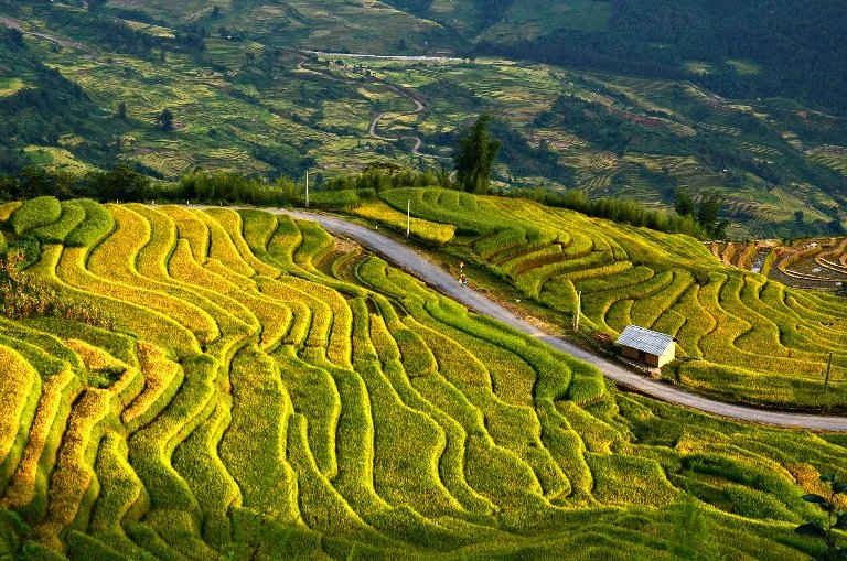 Vùng cao Ý Tý( tỉnh Lào Cai) mùa thu là mùa lúa chín vàng tuyệt đẹp