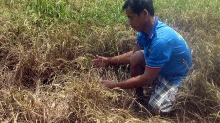 Hàng loạt diện tích lúa ở Kiên Giang thời gian qua bị thiệt hại do hạn mặn