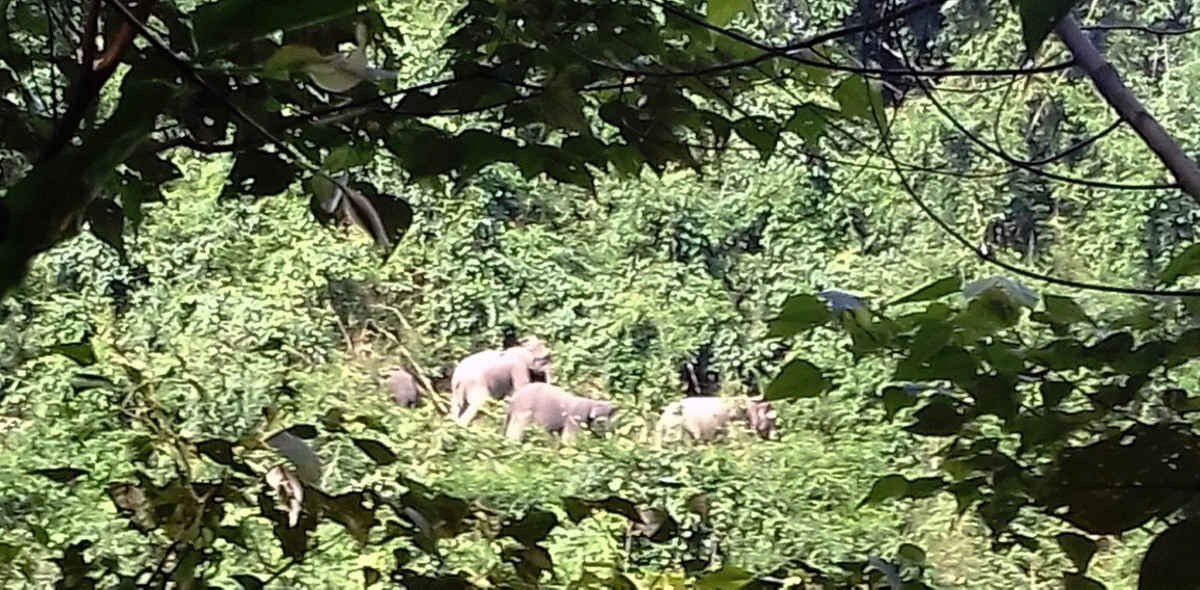 Đàn voi rừng xuất hiện ở bìa rừng xã Quế Lâm tìm kiếm thức ăn