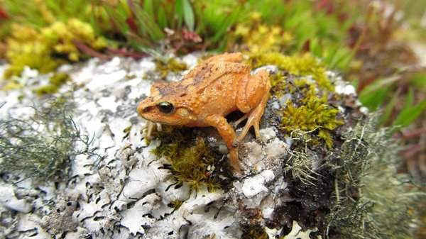Một loài ếch mới được tìm thấy trong khu rừng Pui Pui ở vùng Andes của Peru. Ảnh: Đại học Michigan / Rudolf von May / EPA