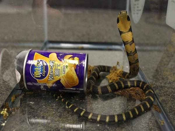 Con rắn độc xuất hiện bên cạnh hộp khoai tây chiên. Ảnh: Reuters