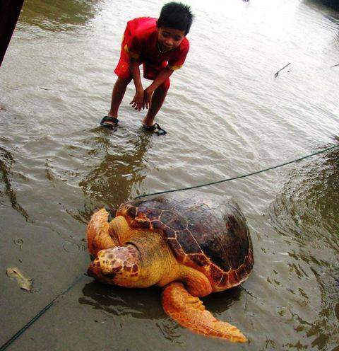 Rùa biến quý hiếm nặng 70kg vừa được thả về biển. Ảnh: Khu bảo tồn biển đảo Cồn Cỏ 