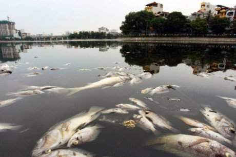 Cá chết lại nổi trắng mặt hồ Hoàng Cầu. (Ảnh: GĐ&PL).