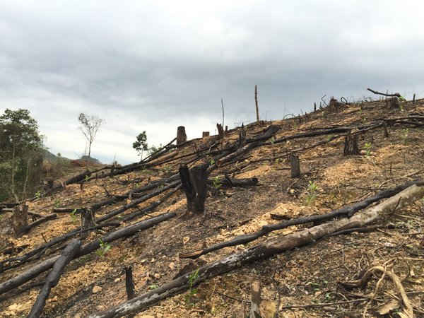 Tình trạng phá rừng vẫn diễn ra trước sự bất lực của chính quyền cũng như doanh nghiệp được giao nhiệm vụ trông giữ rừng