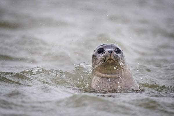 Một con hải cẩu bơi trên sông Stour ở Vịnh Pegwell, Kent khi các nhà sinh học biển thuộc Hiệp hội động vật học London thực hiện cuộc khảo sát thường niên lần thứ 5 ở cửa sông Thames. Ảnh: Victoria Jones / PA