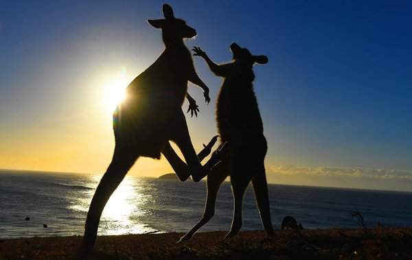 Trận chiến giữa hai con chuột túi màu xám phương Đông trên mũi Look At Me Now ở phía Bắc New South Wales, Úc. Ảnh: Dave Hunt / AAP