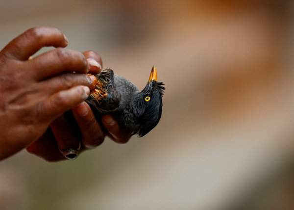 Một phụ nữ Nepal cứu con chim ưng bị bệnh gần nhà cô ở Bhaktapur bằng phương thuốc tự chế. Ảnh: Navesh Chitrakar / Reuters