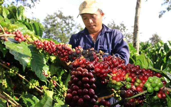 Đề án sẽ giúp người trồng cà phê tại Quảng Trị nâng cao thu nhập...