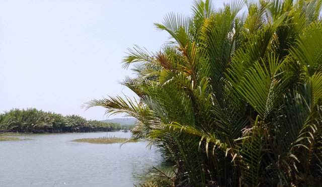   Rừng dừa nước xã Bình Phước rộng 70 ha, trong đó 50 ha sẽ bị phá làm hồ chứa nước phục vụ nhà máy giấy VNT 19.