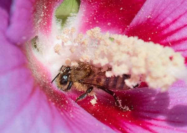 Ong mật thu thập phấn hoa dâm bụt ở Ludwigsburg, Đức. Ảnh: Thomas Kienzle / Ảnh AFP / Getty