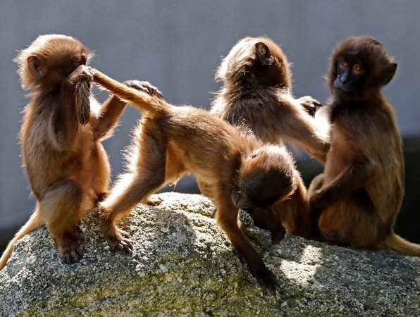 Khỉ Gelada vui chơi tại vườn thú Wilhelma ở Stuttgart, Đức. Ảnh: Ronald Wittek / EPA