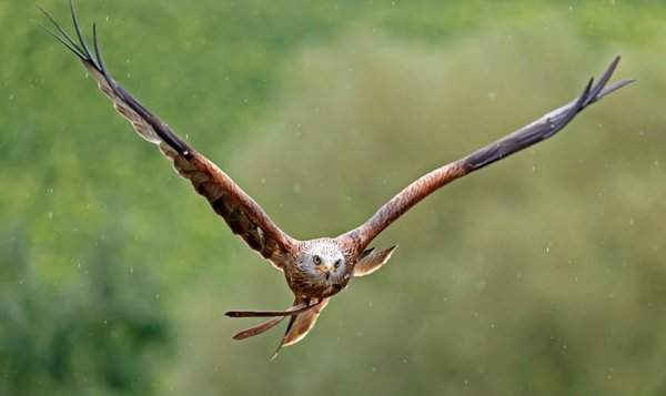 Diều hâu bay trong cuộc triển lãm chim ở công viên động vật hoang dã Tripsdrill gần Cleebronn, Đức. Ảnh: Ronald Wittek / EPA
