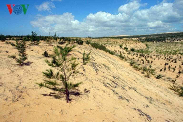 Nhiều diện tích đất cát khô cằn ở huyện Bắc Bình (Bình Thuận) đã được phủ xanh.
