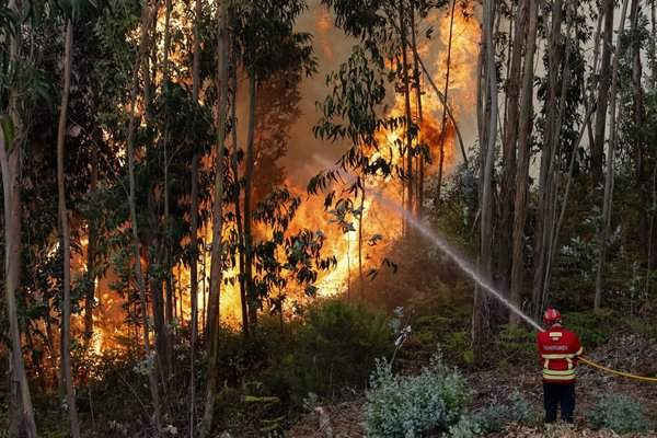 Lính cứu hỏa nỗ lực dập tắt lửa rừng ở làng Cabouco ở Coimbra, miền Trung Bồ Đào Nha. Ảnh: Paulo Novais / EPA
