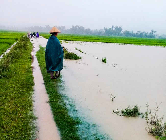 Nước cũng gây ngập úng nhiều diện tích lúa của người dân lòng chảo Mường Thanh