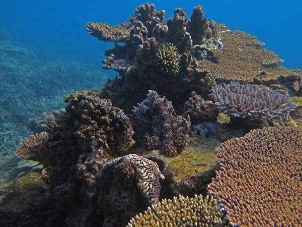 Hình ảnh về rạn san hô được “vũ trang đầy đủ” trên hòn đảo Heron, Capricornia Cays, Great Barrier Reef của Michelle Achlatis đến từ Đại học Queensland, Úc