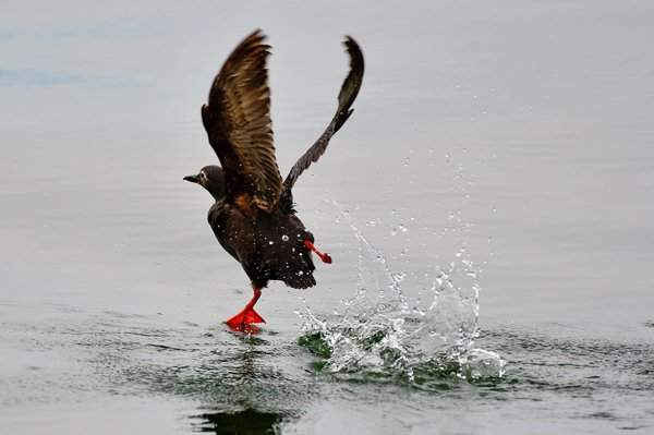 Chim uria ở vịnh Avacha trên bán đảo Kamchatka, Nga. Ảnh: Yuri Smityuk / Tass