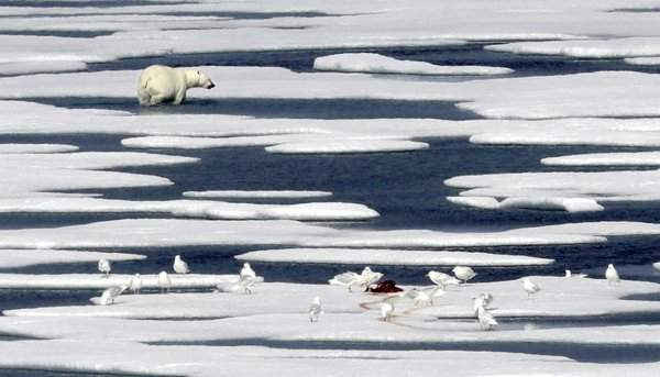 Một con gấu bắc cực đi bộ sau khi ăn thịt con hải cẩu trên băng đá ở eo biển Franklin ở Quần đảo Bắc Cực thuộc Canada. Ảnh: David Goldman / AP