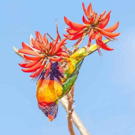 Con vẹt cầu vồng (Trichoglossus haematodus) hay còn gọi là vẹt Úc cỡ vừa, đa sắc màu ăn hoa của một cây san hô. Hình ảnh: Alamy