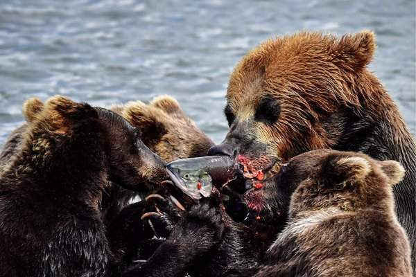 Một con gấu cái màu nâu cùng với gấu con săn cá trên Hồ Kronotskoye ở khu bảo tồn Nam Kamchatka, Nga. Hình ảnh: Tass / Barcroft Images
