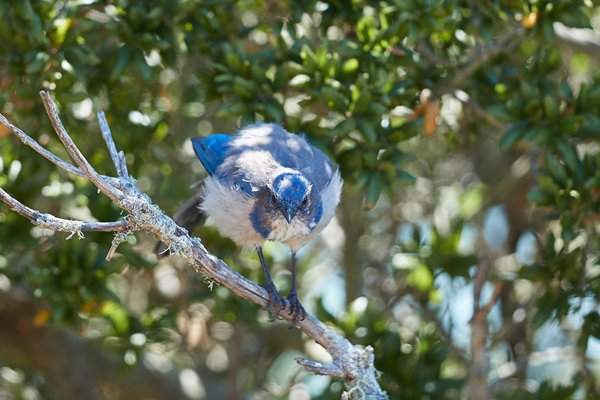 Chim giẻ cùi bụi rậm ở Đảo Angel, California, Mỹ. Hình ảnh: Alamy