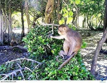 Khỉ tại Vườn quốc gia Cát Bà.