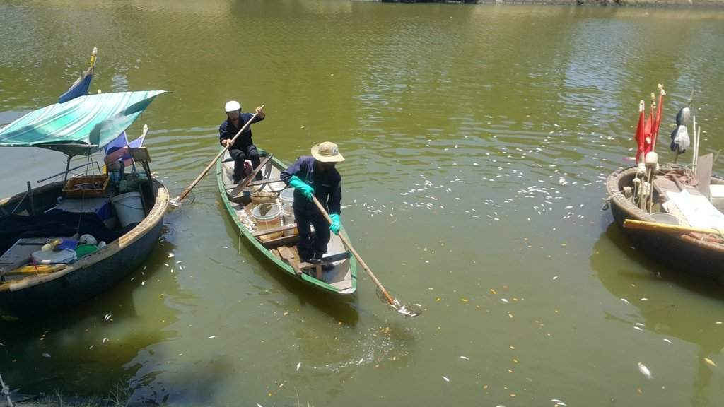 Công nhân Công ty thoát nước và xử lý nước thải vớt cá chết trên sông Phú Lộc