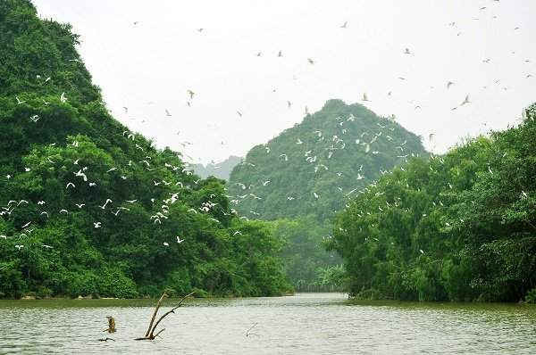 Thung Nham là nơi trú ngụ, sinh sống lý tưởng cho hơn 40 loài chim, nhiều loại có tên trong sách đỏ Việt Nam như: Hằng Hạc, Phượng Hoàng