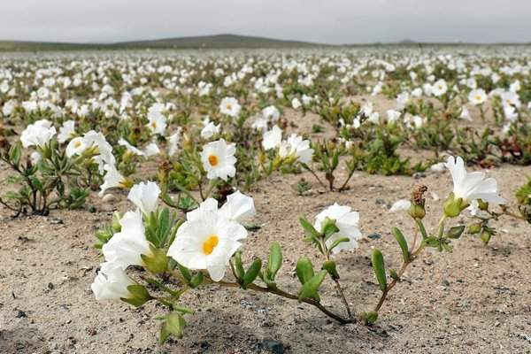 Những bông hoa nở trên sa mạc Atacama ở Chile sau những cơn mưa bất ngờ. Ảnh: Mario Ruiz / EPA