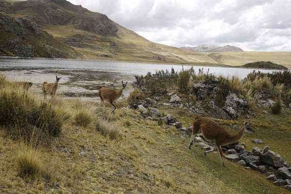 Một đàn lạc đà không bướu chạy trên con đường dọc theo đầm phá Marcapomacocha ở Andes, Peru, nơi có mưa trong 5 tháng liên tiếp. Ảnh: Martin Mejia / AP