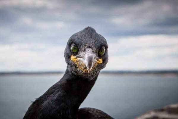 Đôi mắt xanh xám của chú chim cốc mào trên đảo Farne, ngoài khơi Northumberland, miền Bắc nước Anh. Hình ảnh: Rose + Sjölander / Greenpeace