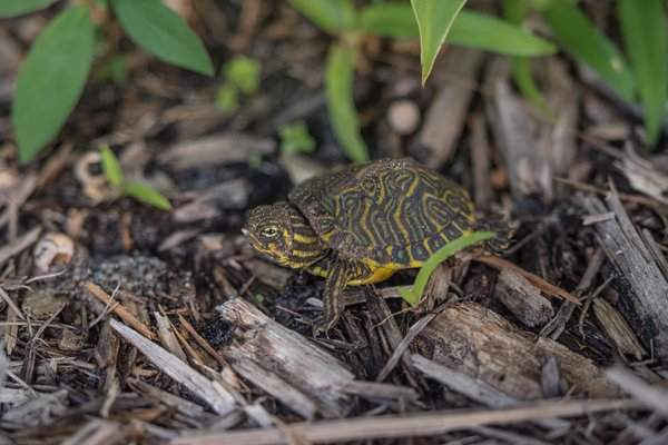 Con rùa nhỏ ở sông Đông, Florida, Mỹ sâu khoảng 2,5cm. Hình ảnh: Ira Mark Rappaport / Alamy Stock Photo