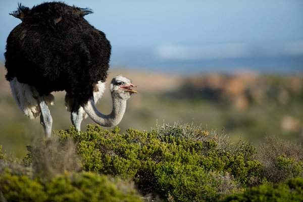 Con đà điểu (Struthio camelus) ở Cape Point, Nam Phi. Hình ảnh: Dan Callister / Alamy Stock Photo