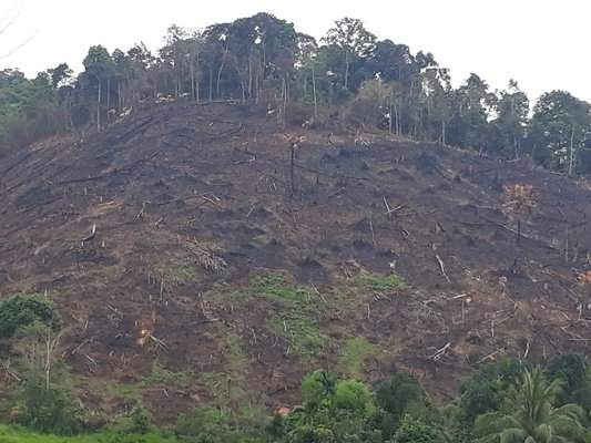 Diện tích rừng khoanh nuôi, bảo vệ theo Nghị định 163/1999/NĐ-CP ngày 16/11/1999 của Chính phủ tại xã Nam Sơn và Bắc Sơn, huyện Quỳ Hợp bị tự ý phát đốt hàng chục héc ta.