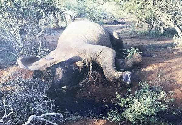 Một cá thể voi bị giết chết để lấy ngà